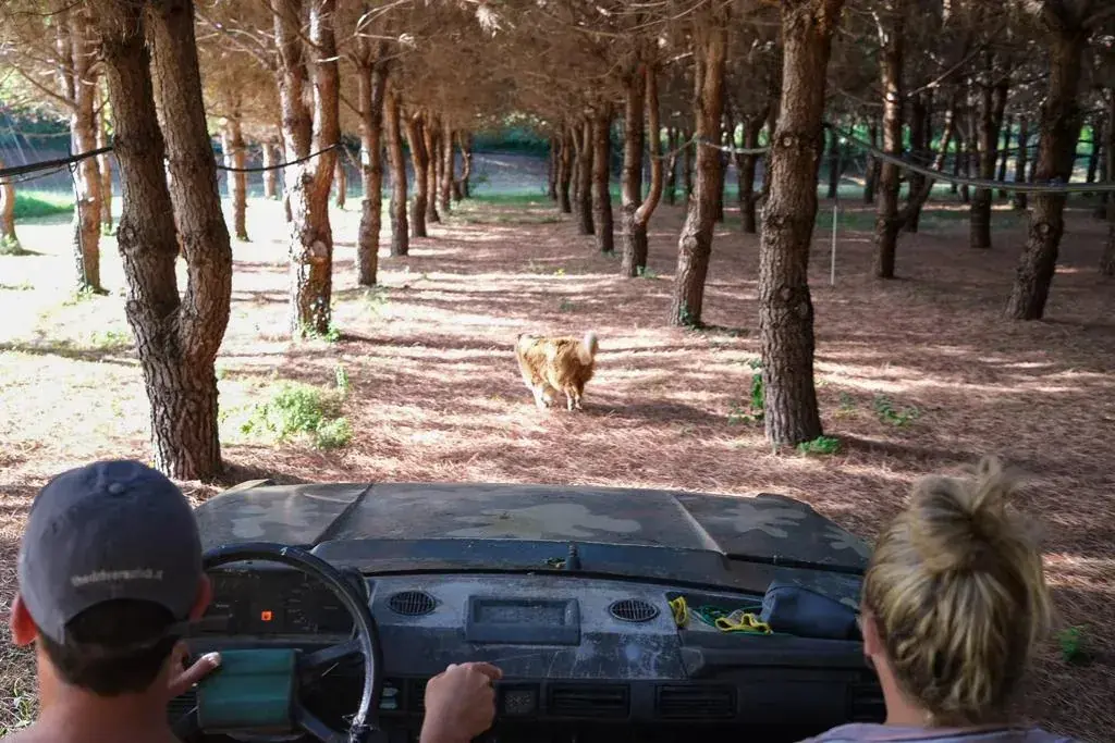Cavallina Retreat — the countryside and farm