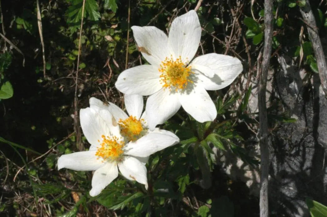 Wildflower season on Monte Baldo