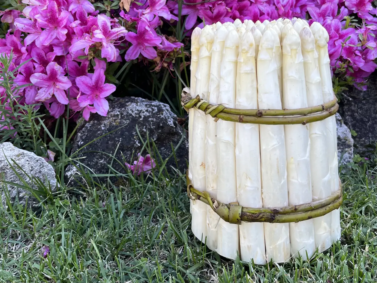 Asparagus Festival, Rivoli Veronese