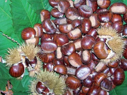Chestnut & Marrone DOP Festival, San Zeno di Montagna