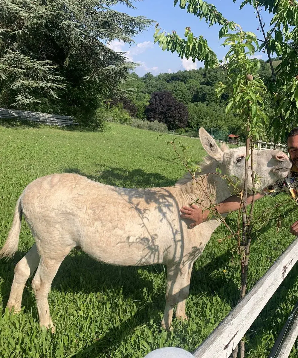 Cavallina Retreat — farm life