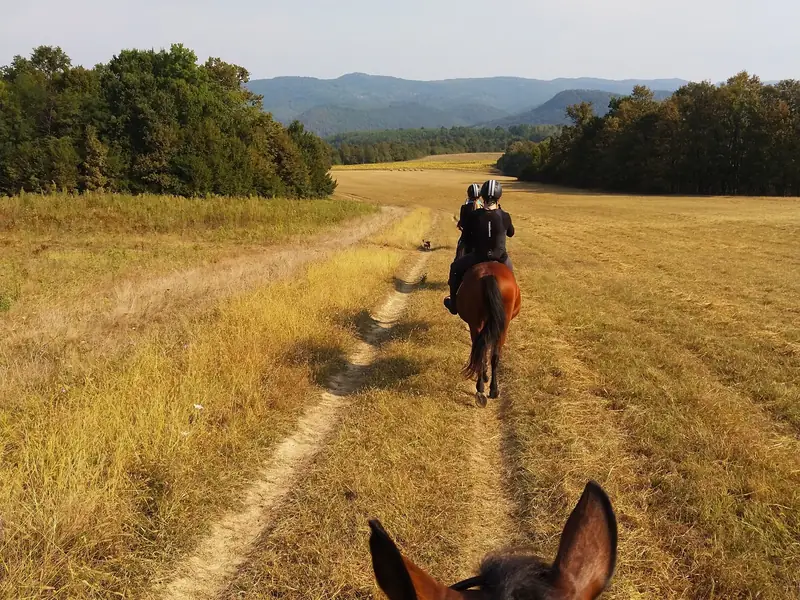 Reiten