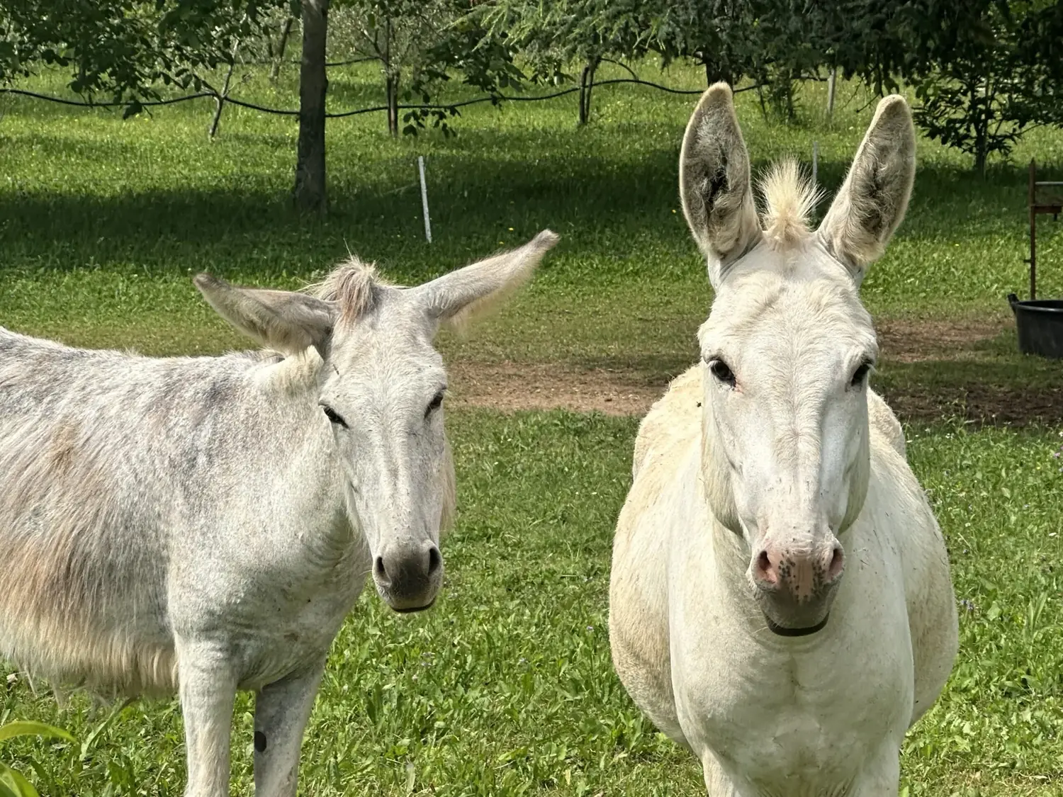 Cavallina Retreat — farm life